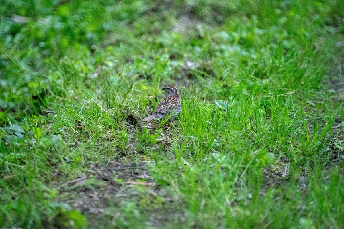 Chipping Sparrow - ML638146298