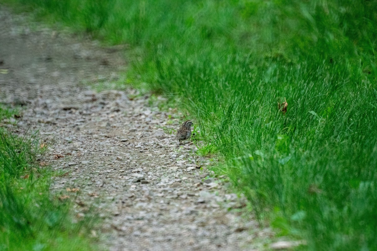 Chipping Sparrow - ML638146299