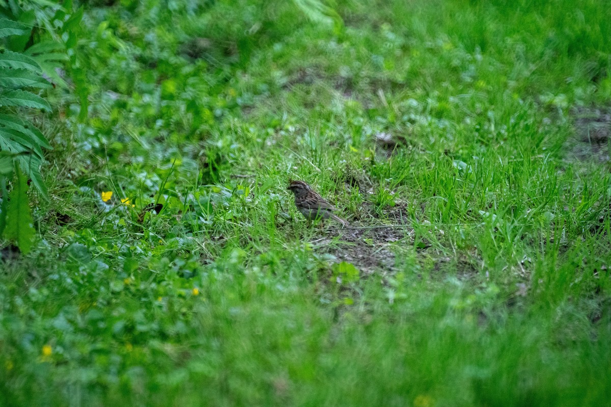 Chipping Sparrow - ML638146300