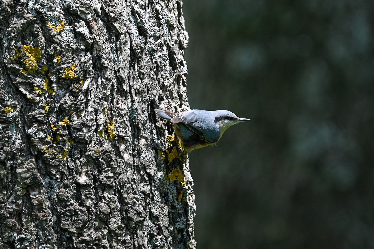 Eurasian Nuthatch (Western) - ML638146304