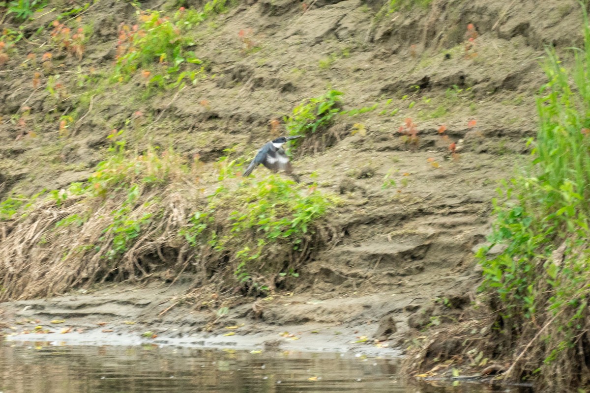 Belted Kingfisher - ML638146307