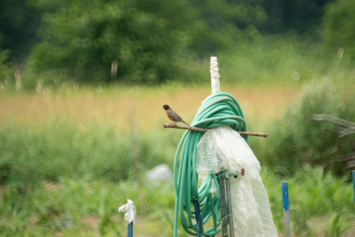American Robin - ML638146313