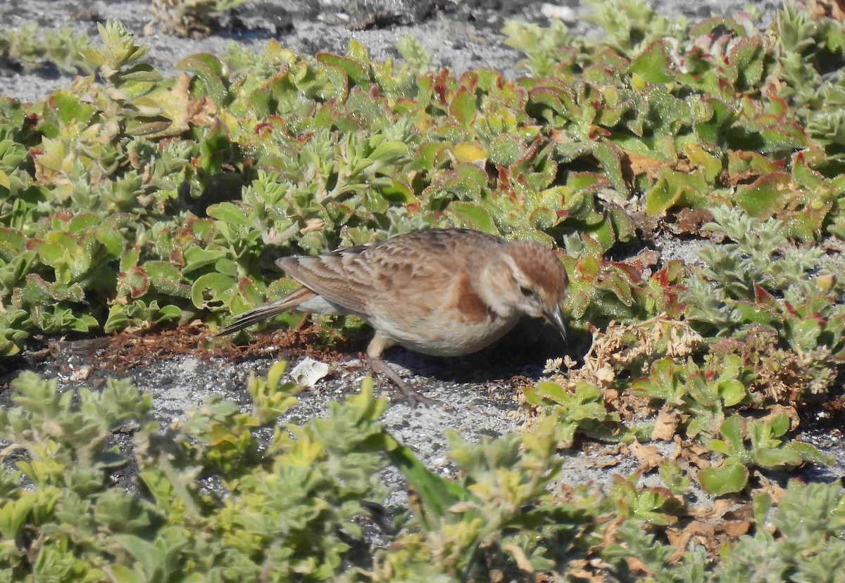 Red-capped Lark - ML638146330