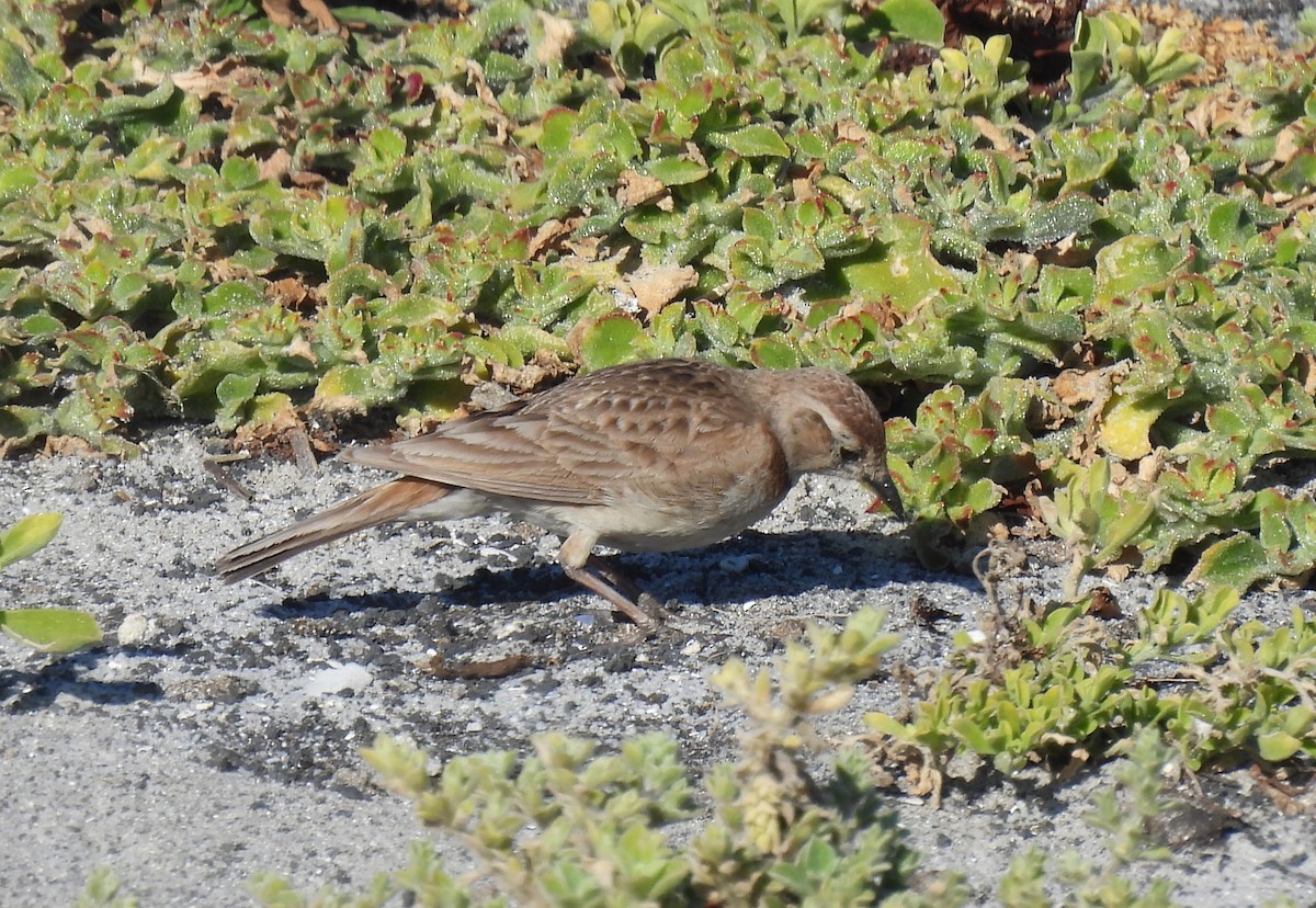 Red-capped Lark - ML638146331