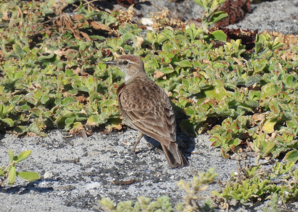 Red-capped Lark - ML638146332