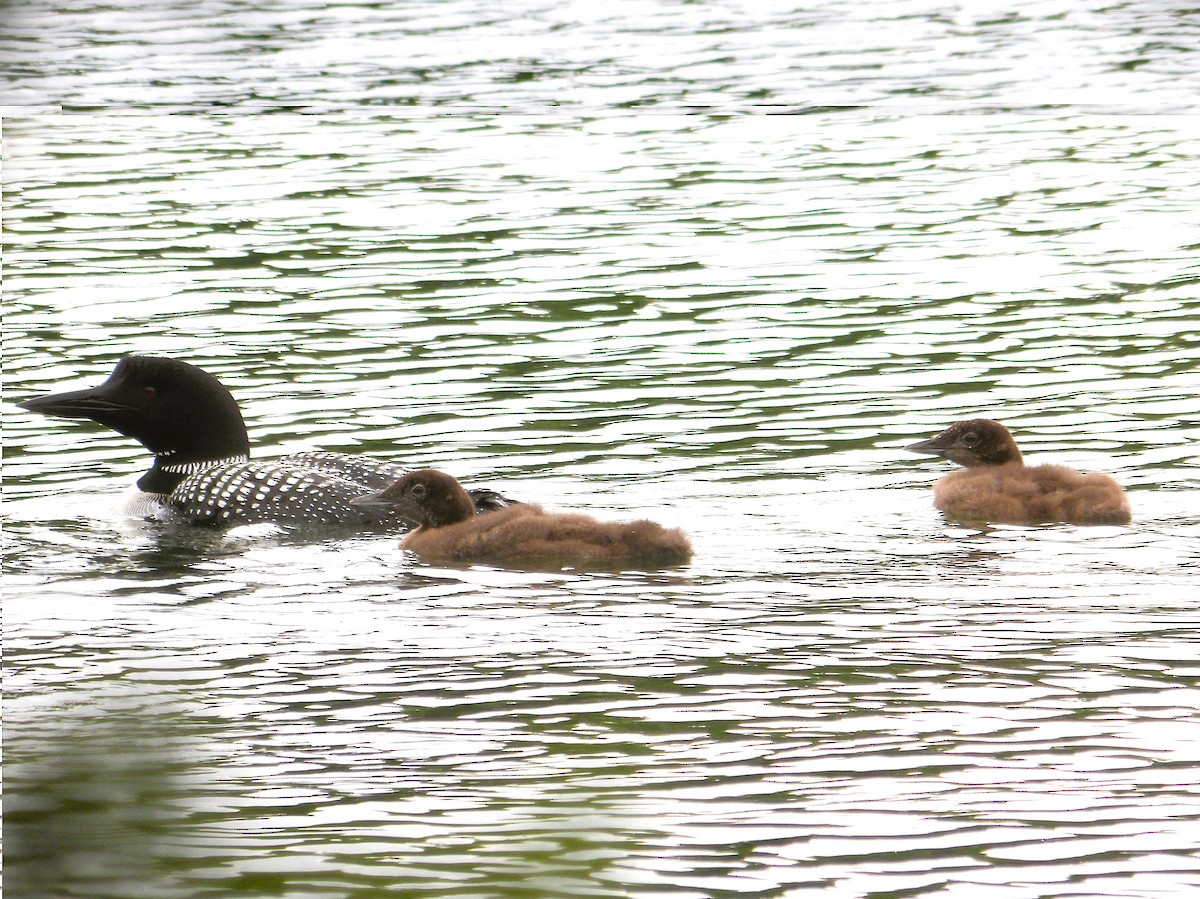 Common Loon - ML638146334