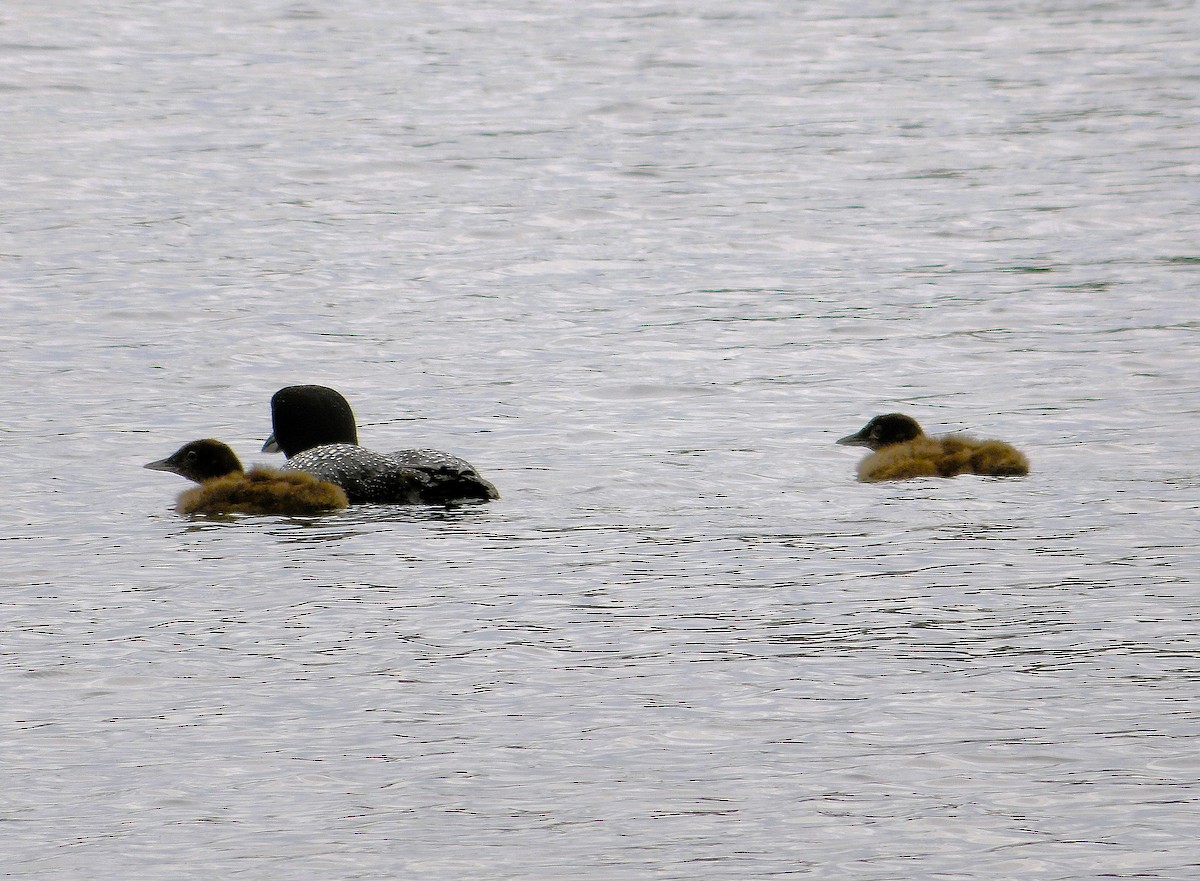 Common Loon - ML638146335