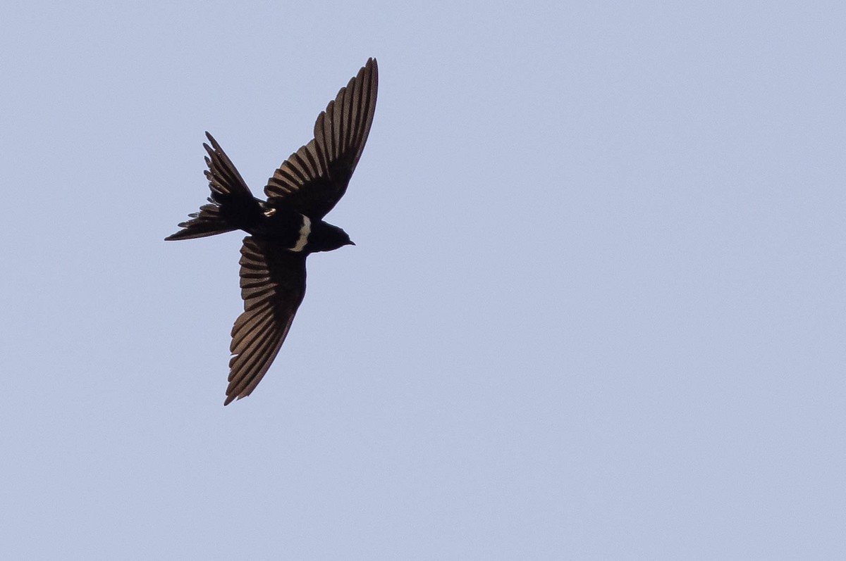 White-banded Swallow - ML638146341