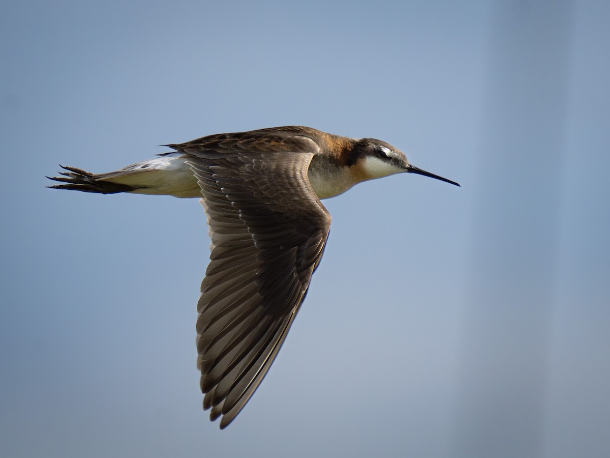 Falaropo di Wilson - ML638146352