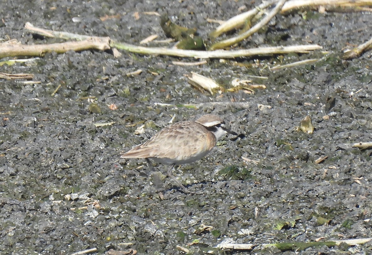 Kittlitz's Plover - ML638146383