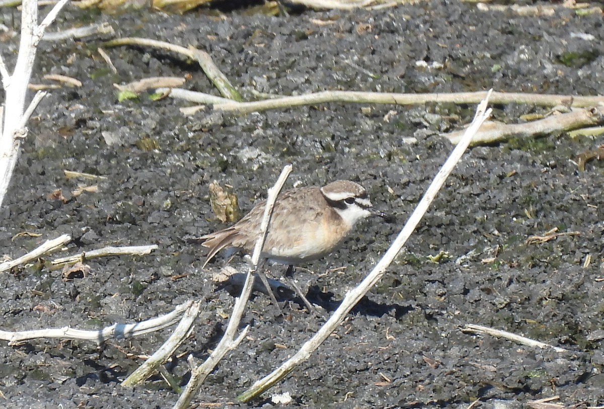 Kittlitz's Plover - ML638146384