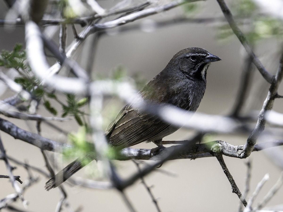 Five-striped Sparrow - ML638146390