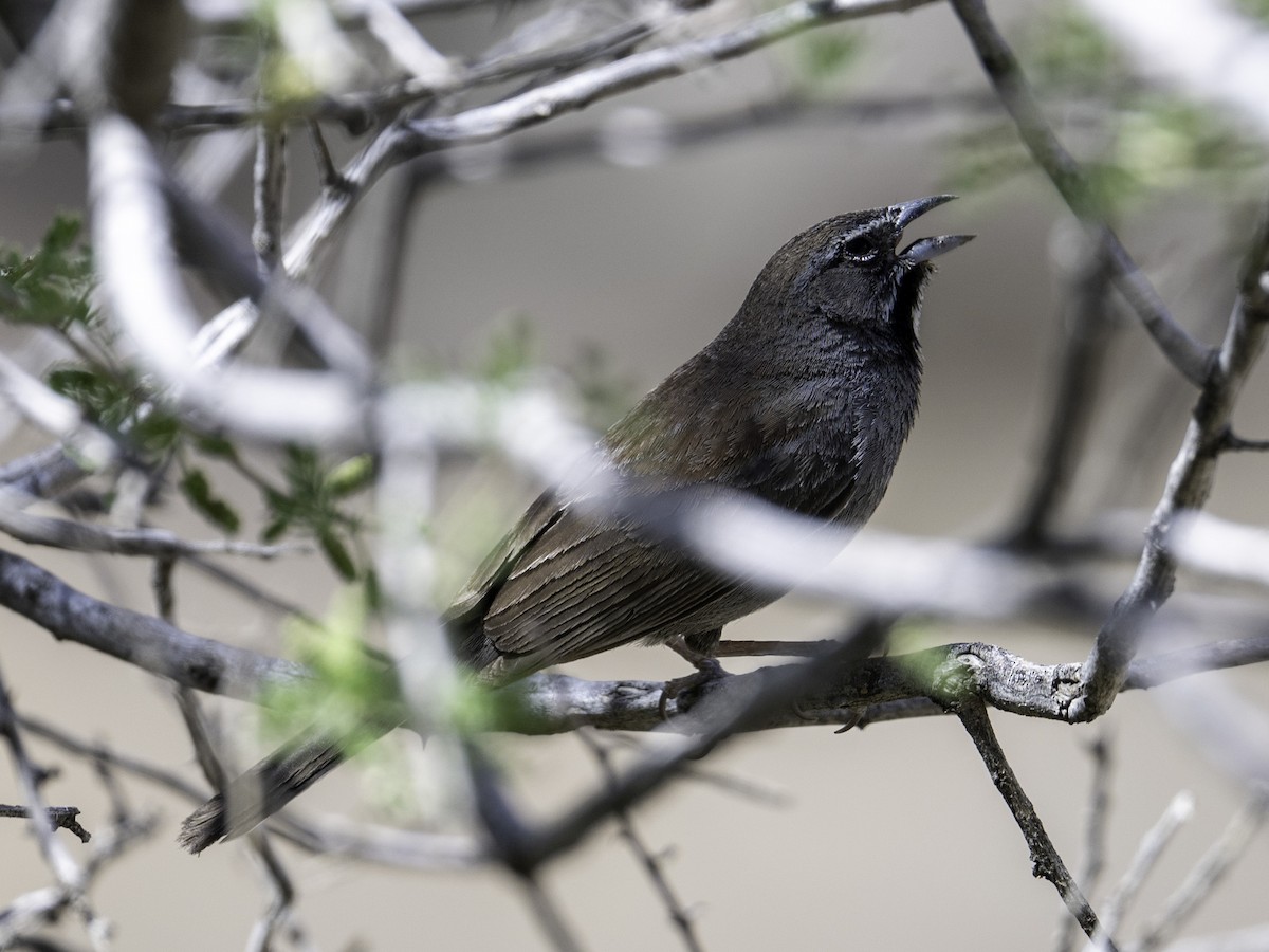 Five-striped Sparrow - ML638146402
