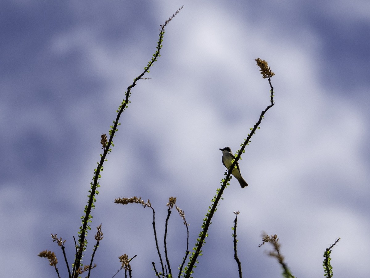 Thick-billed Kingbird - ML638146416