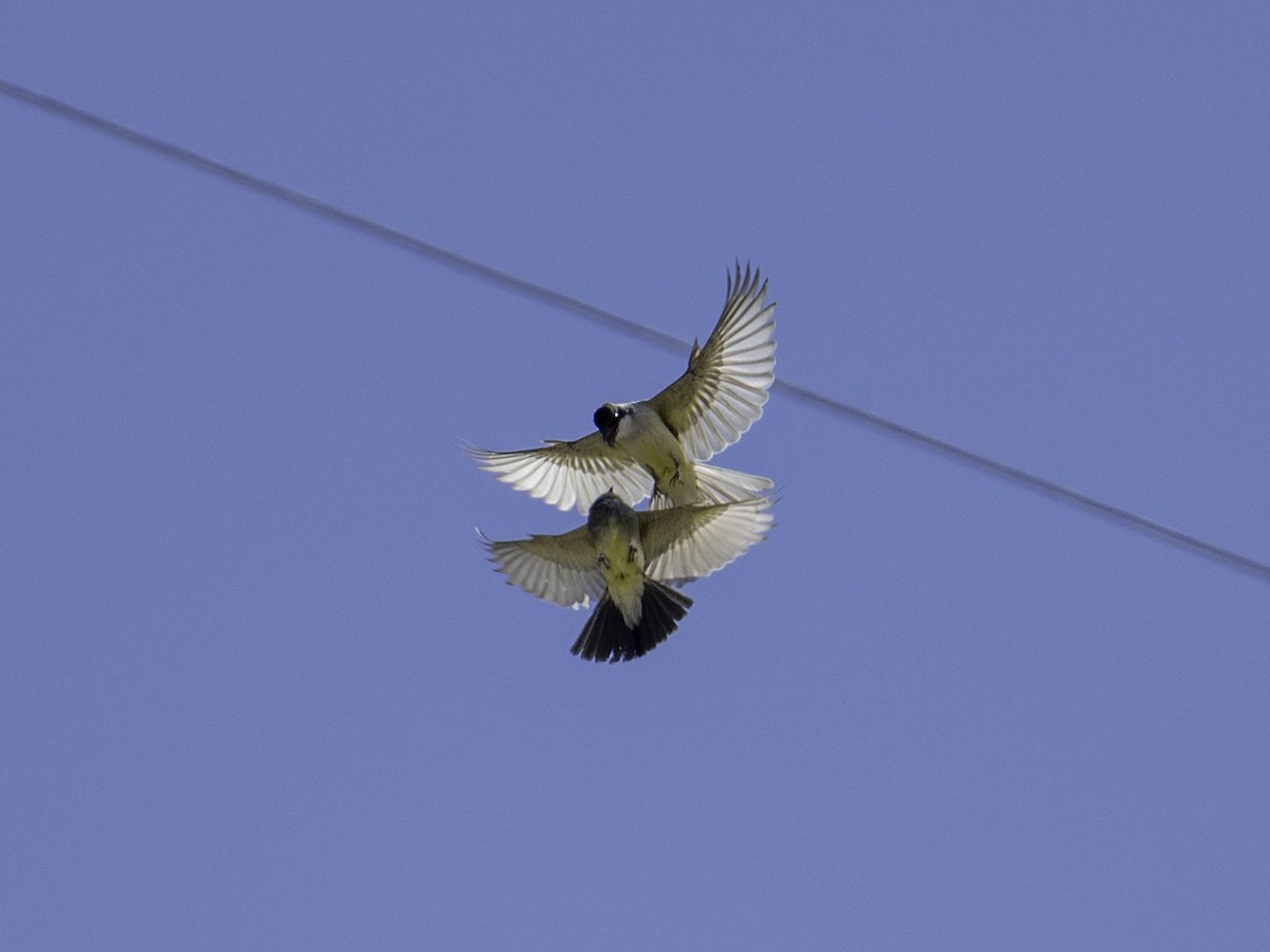 Thick-billed Kingbird - ML638146432