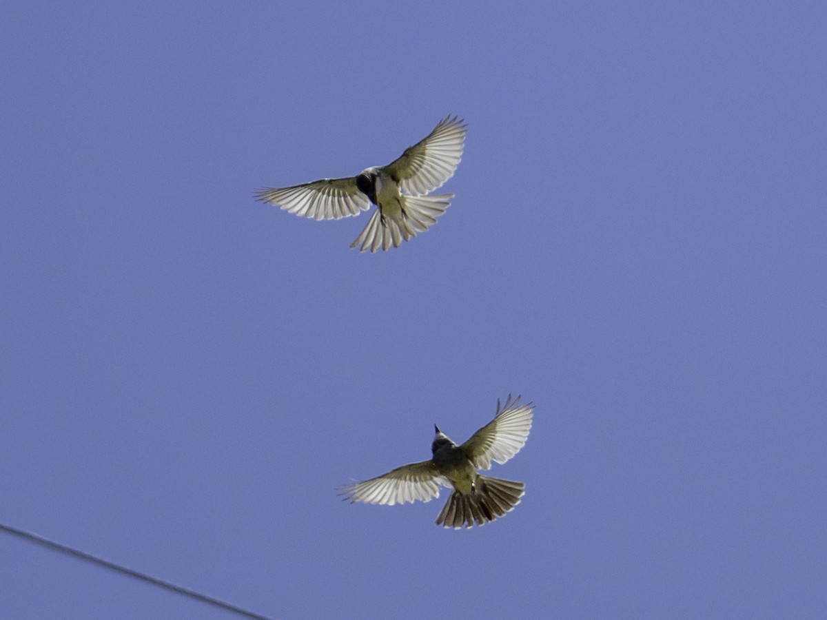Thick-billed Kingbird - ML638146433
