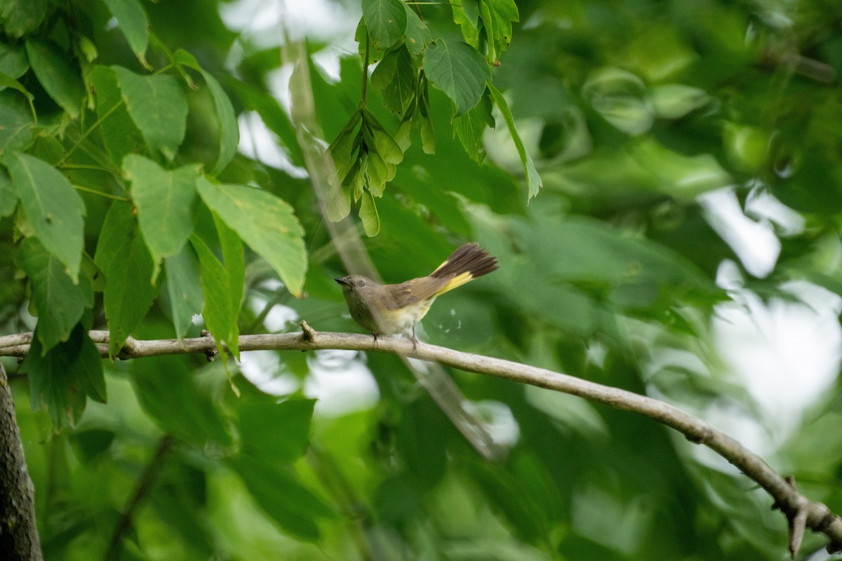 American Redstart - ML638146436