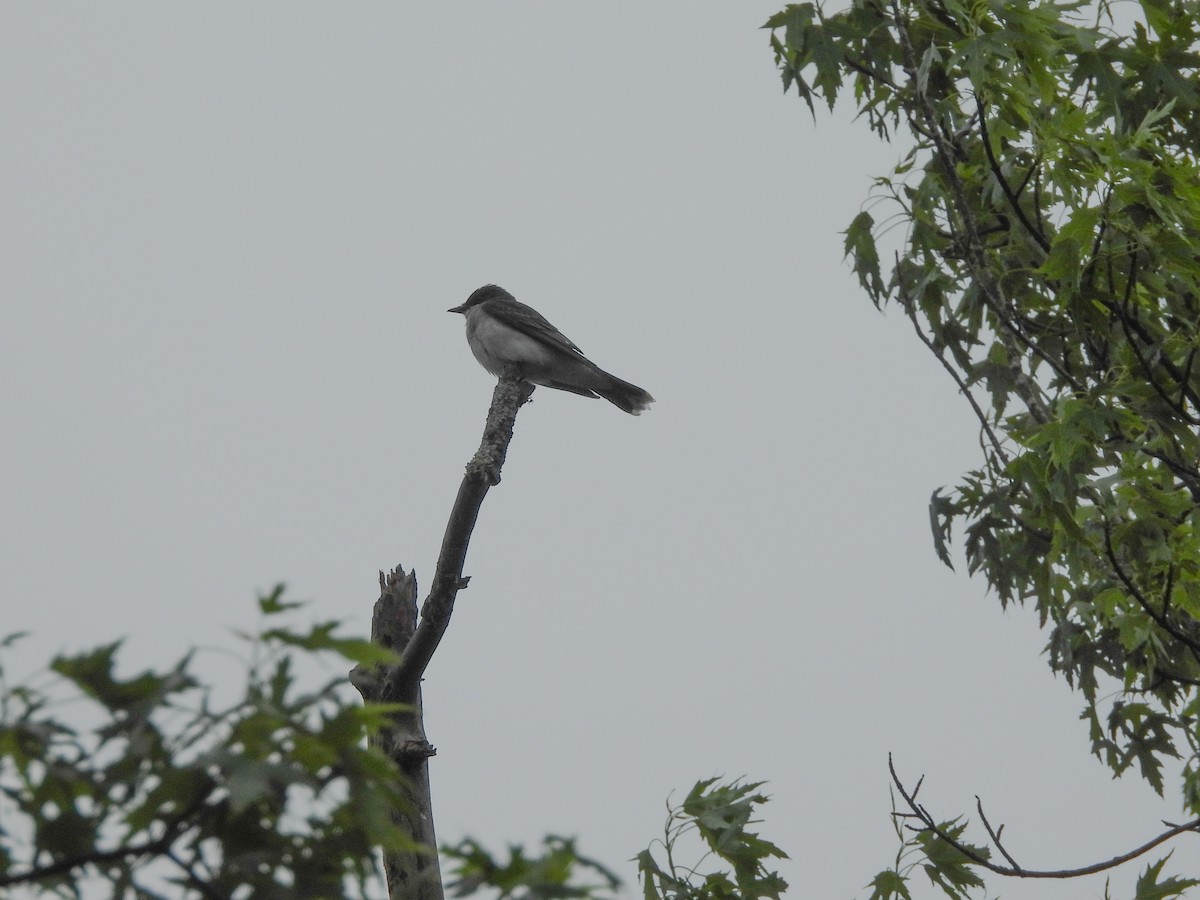 Eastern Kingbird - ML638146440