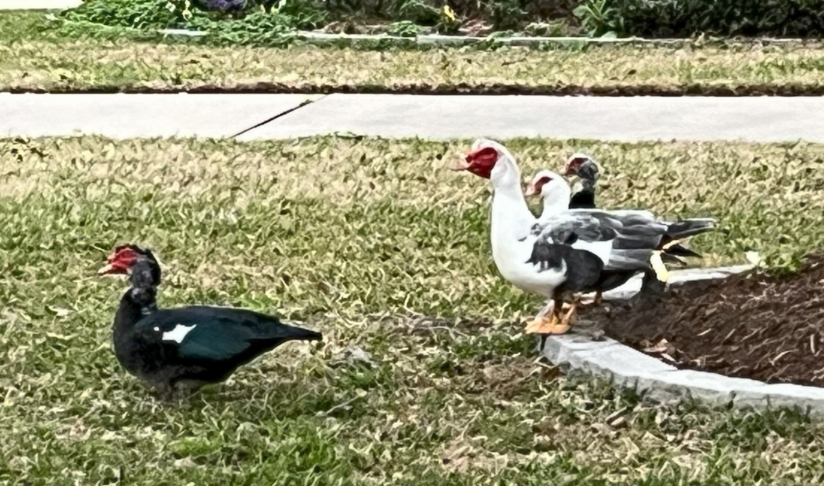 Muscovy Duck (Domestic type) - ML638146442