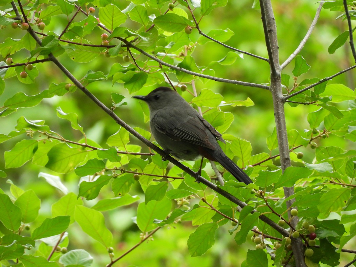 Gray Catbird - ML638146445