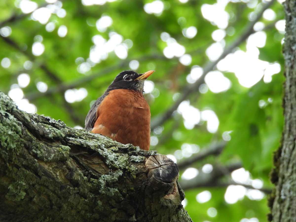American Robin - ML638146467