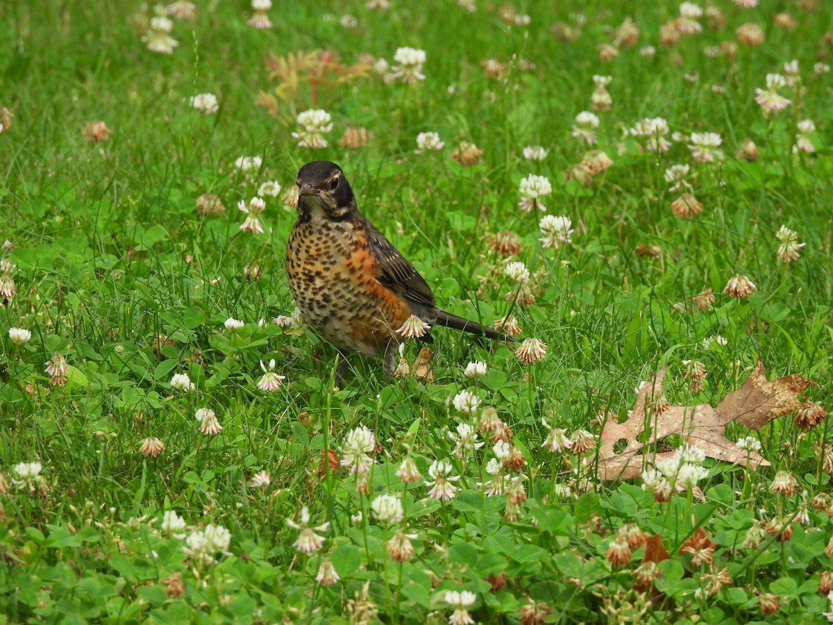 American Robin - ML638146471