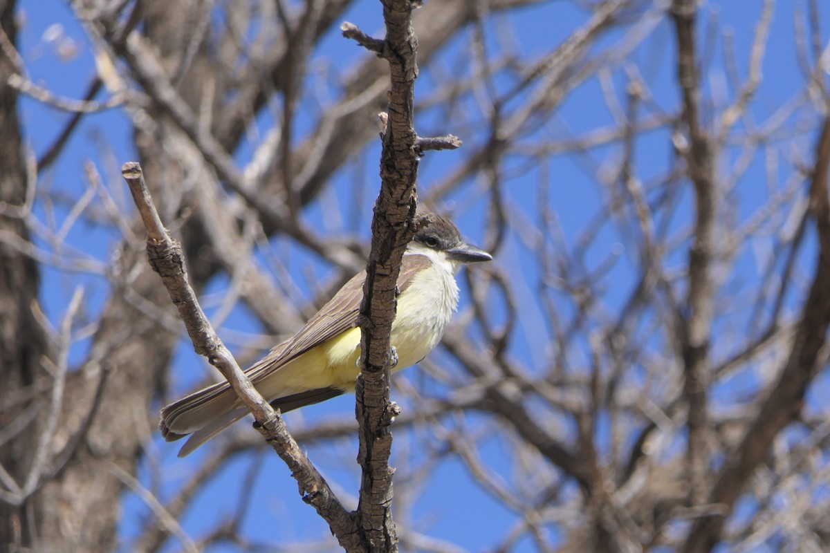 Thick-billed Kingbird - ML638146479