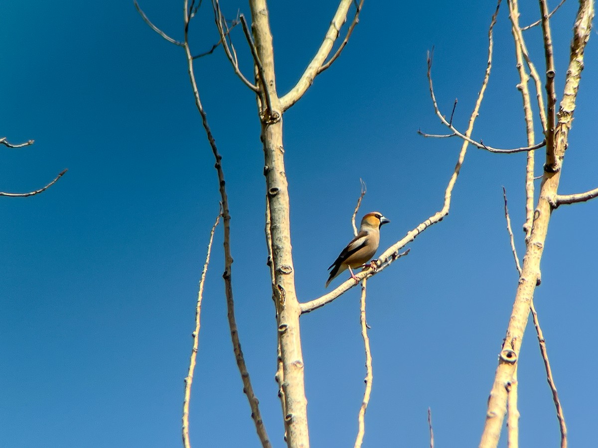 Hawfinch - ML638146483