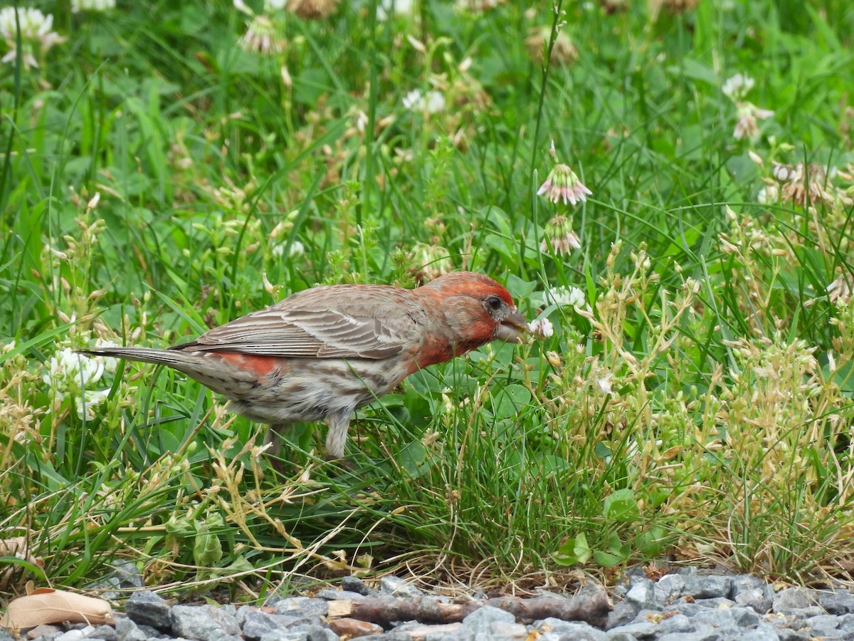 House Finch - ML638146484
