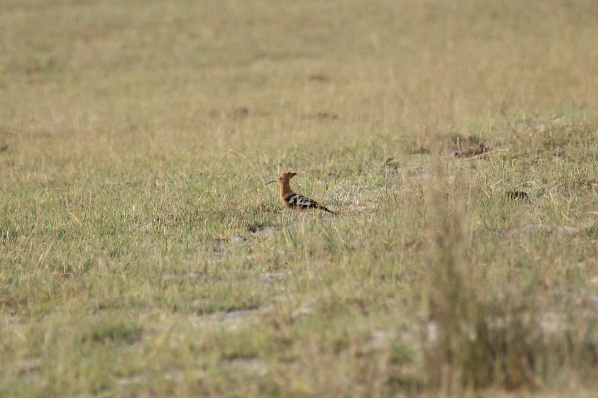 Eurasian Hoopoe (African) - ML638146489