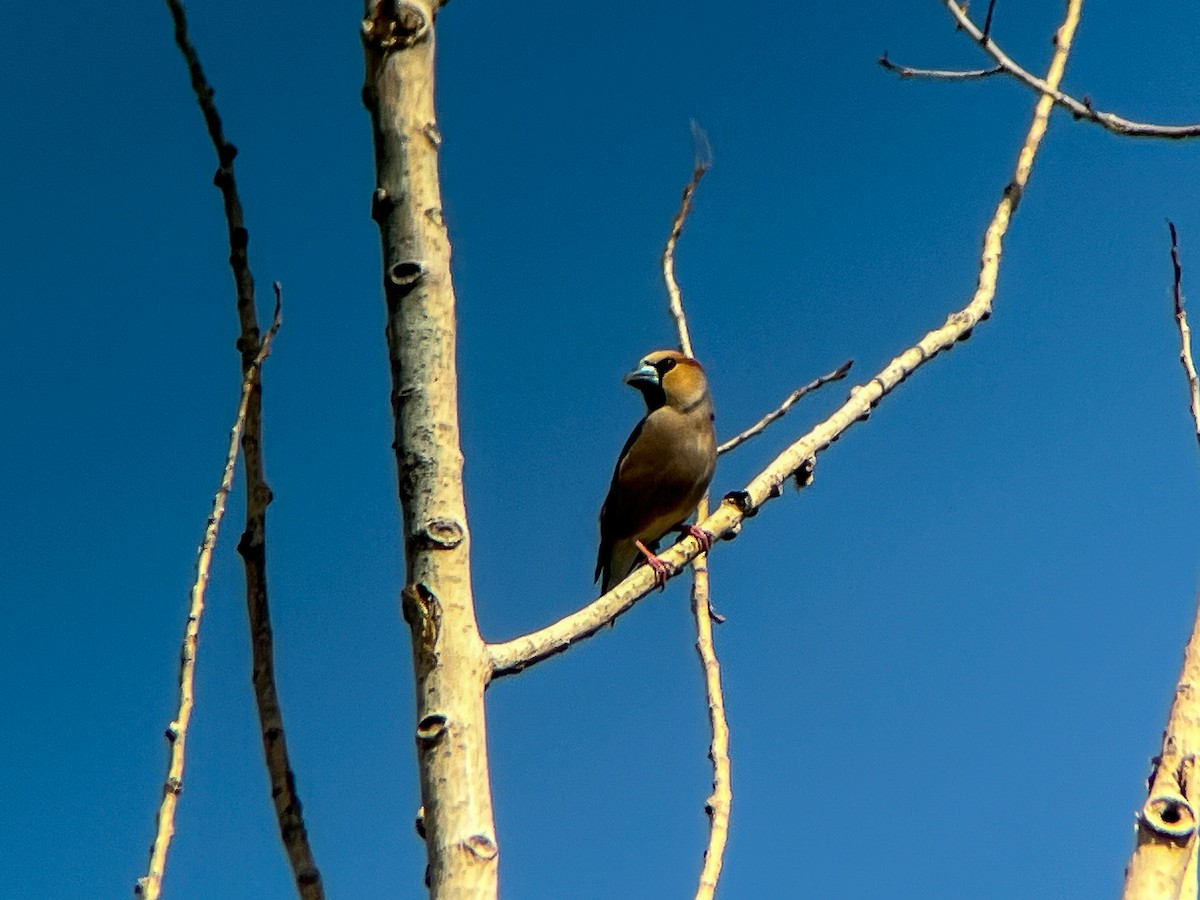 Hawfinch - ML638146492