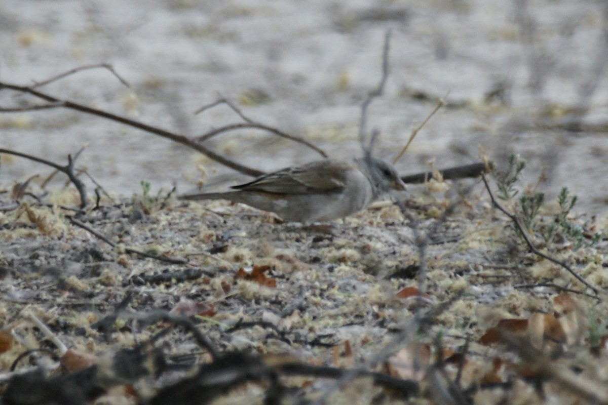 Southern Gray-headed Sparrow - ML638146500