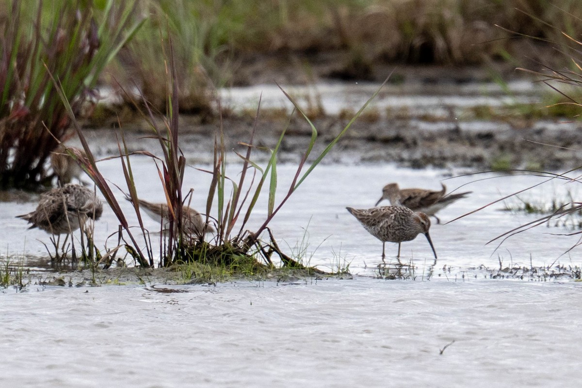 Stilt Sandpiper - ML638146501