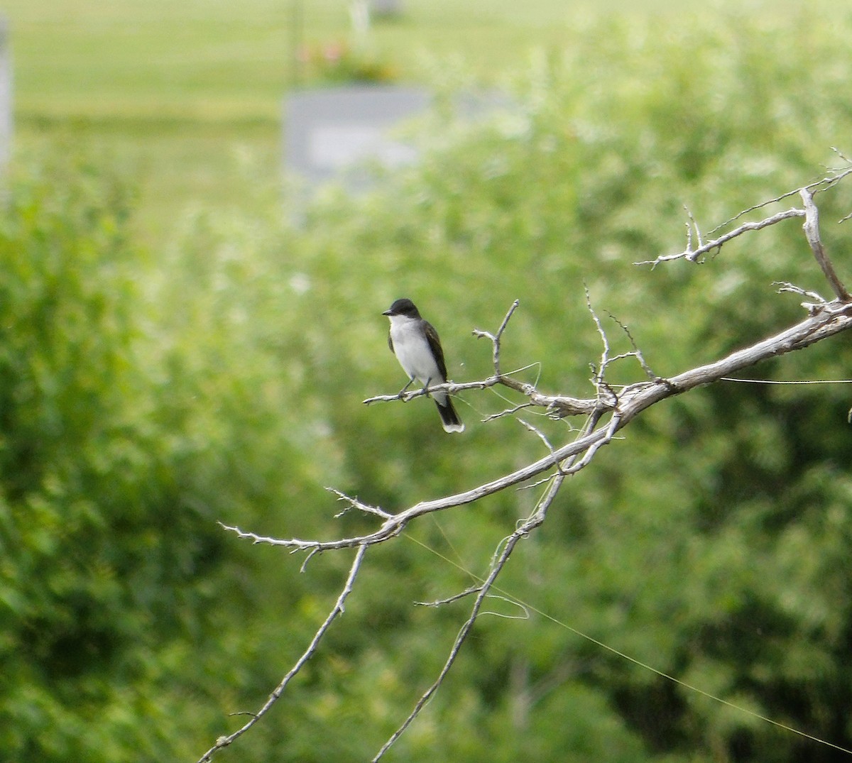 Eastern Kingbird - ML638146510