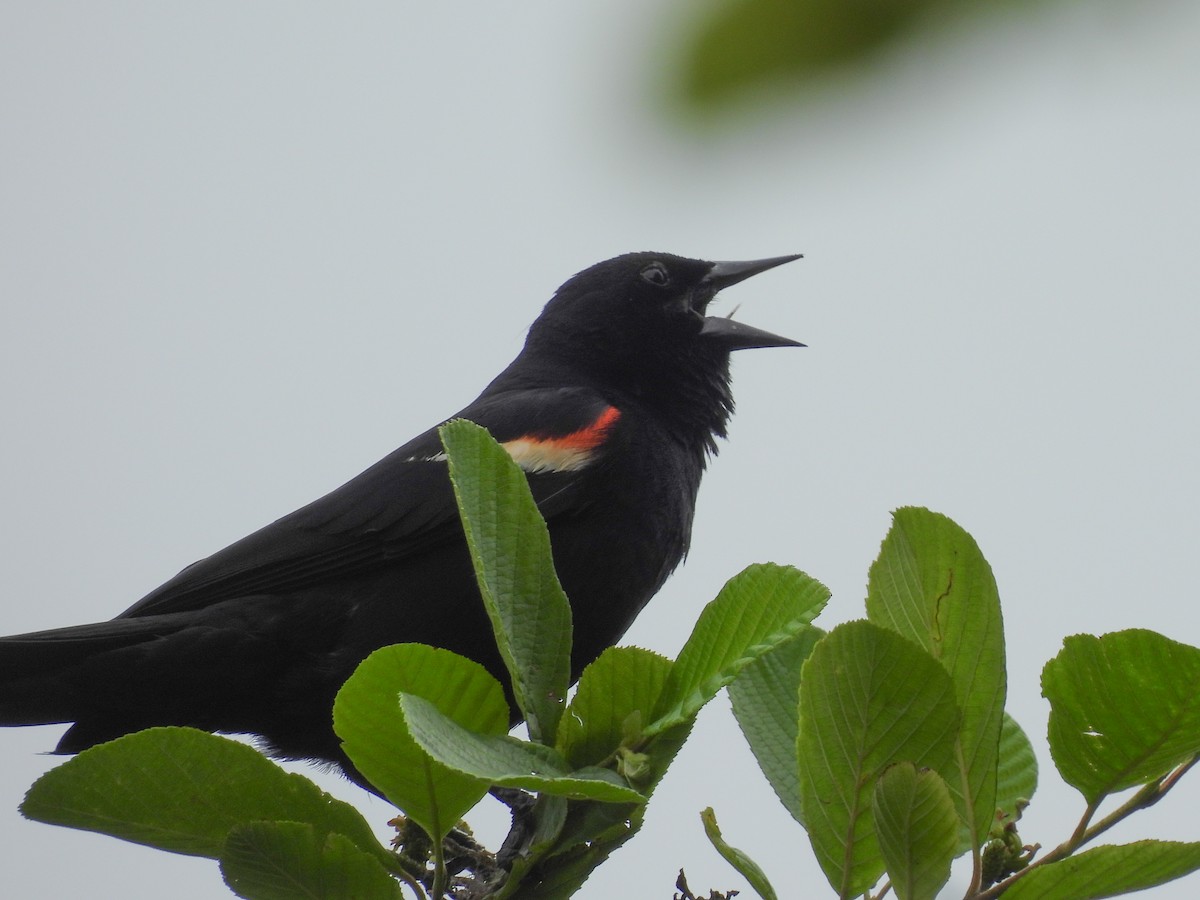 Red-winged Blackbird - ML638146512