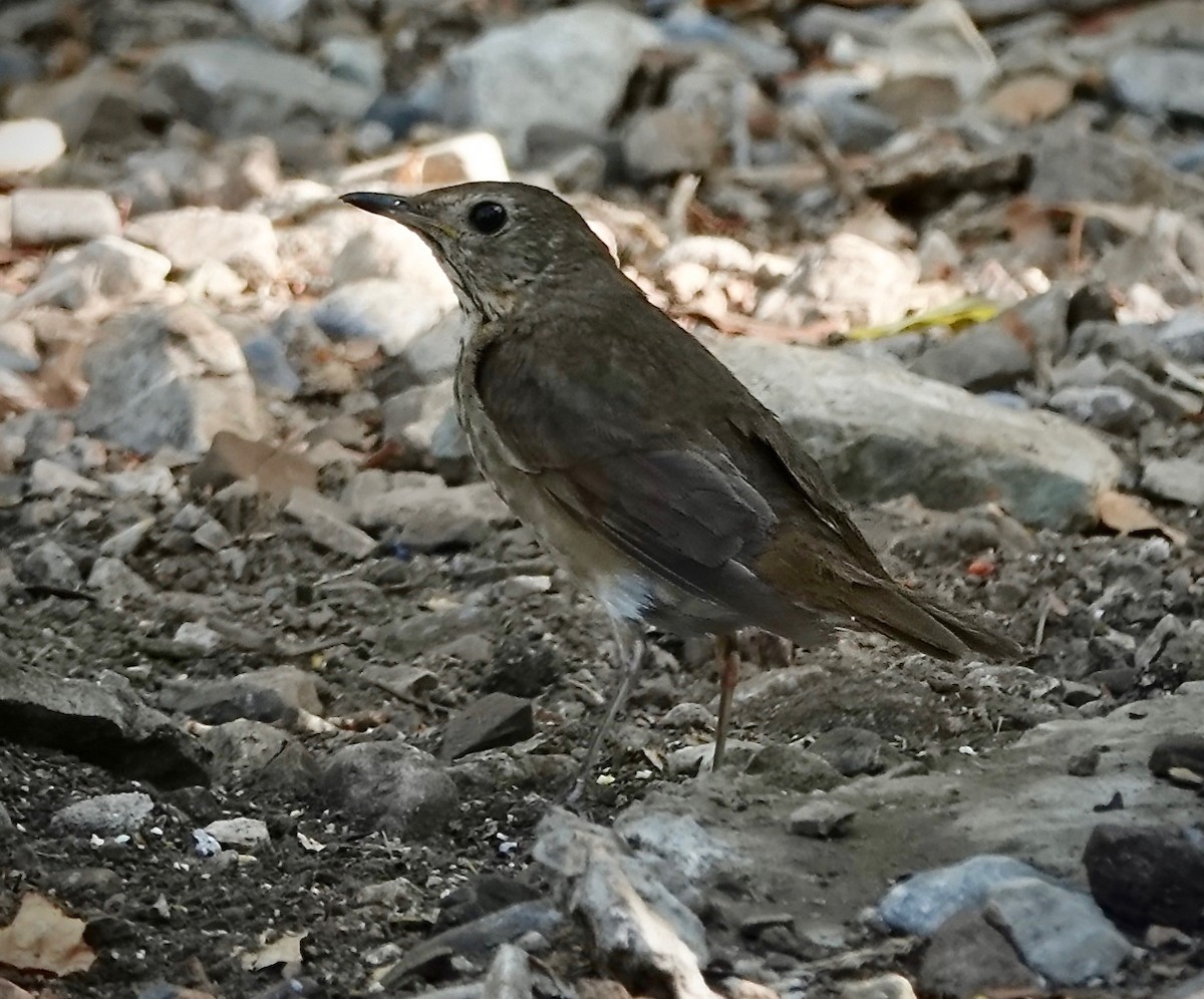 Swainson's Thrush - ML638146523