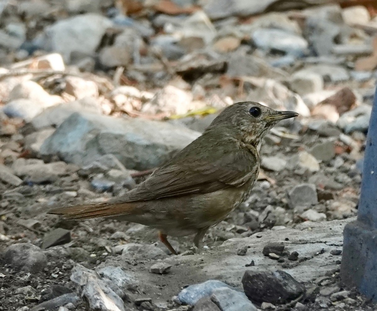 Swainson's Thrush - ML638146525