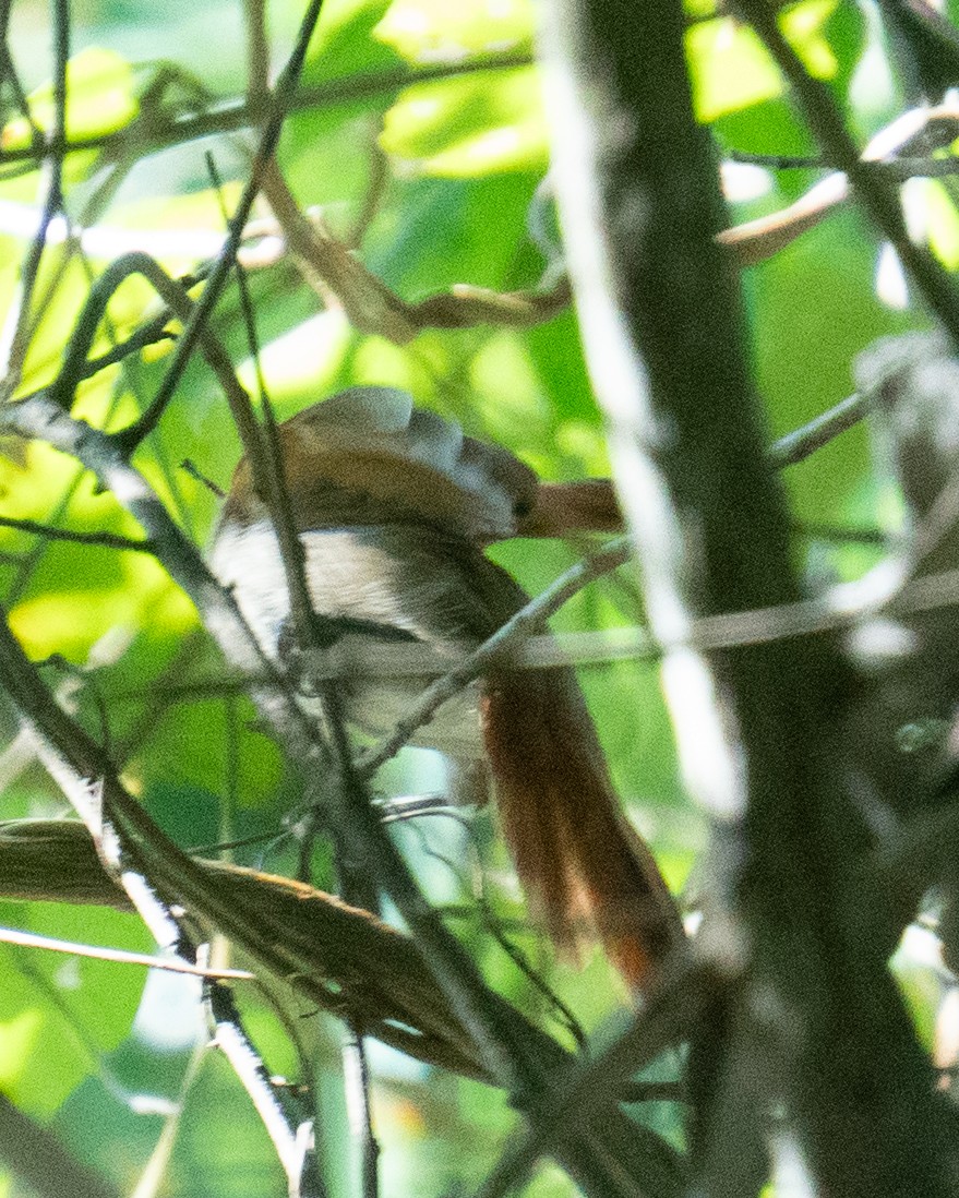 Yellow-chinned Spinetail - ML638146526