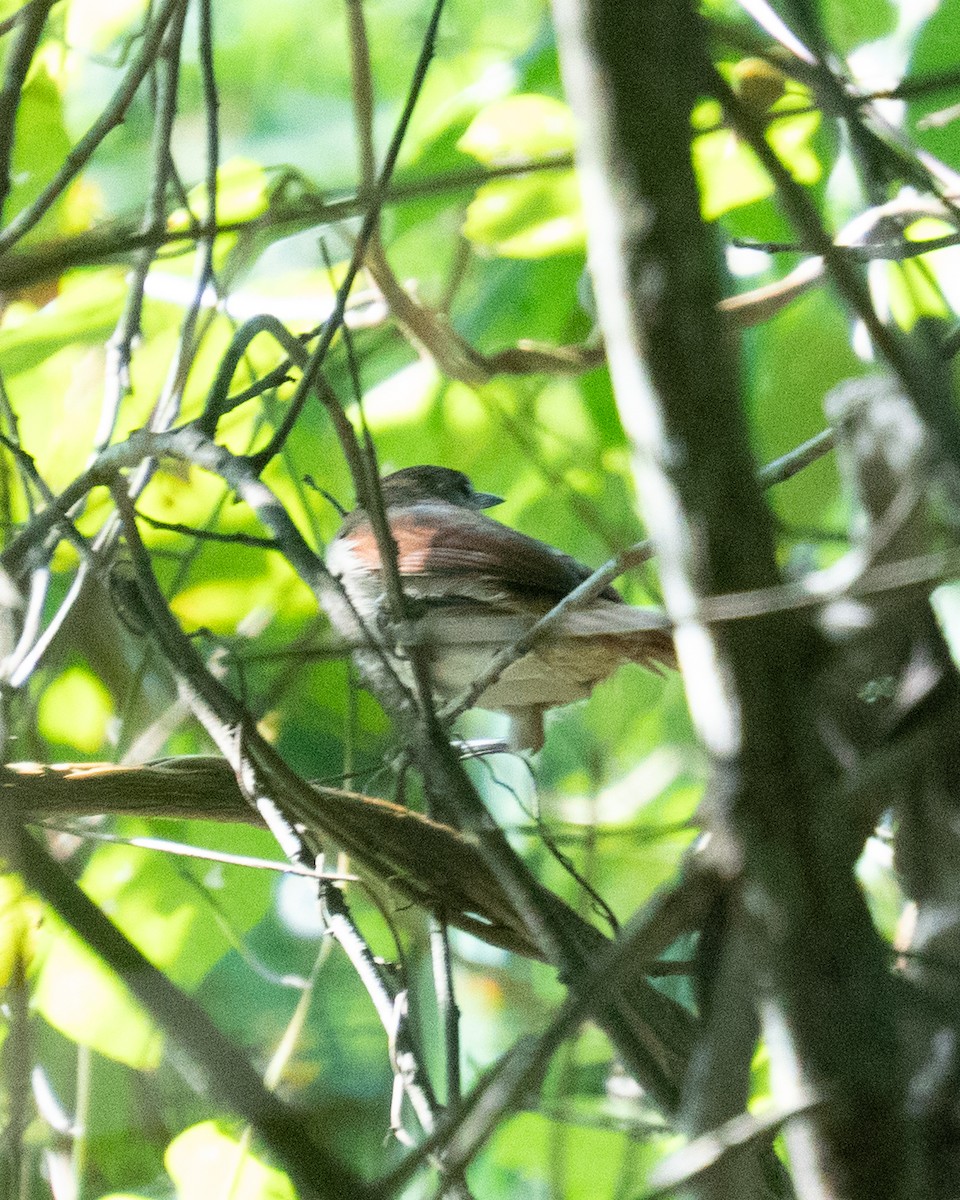 Yellow-chinned Spinetail - ML638146527