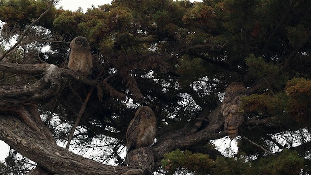 Great Horned Owl - ML638146549