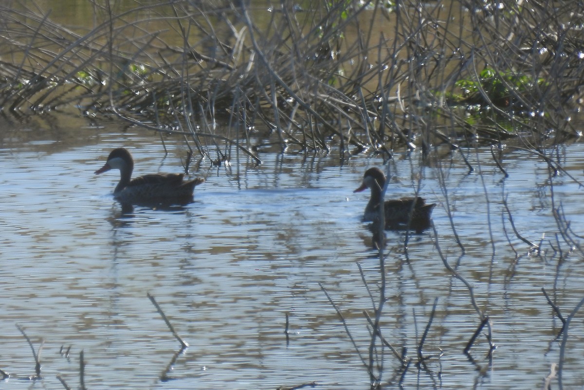 Red-billed Duck - ML638146571
