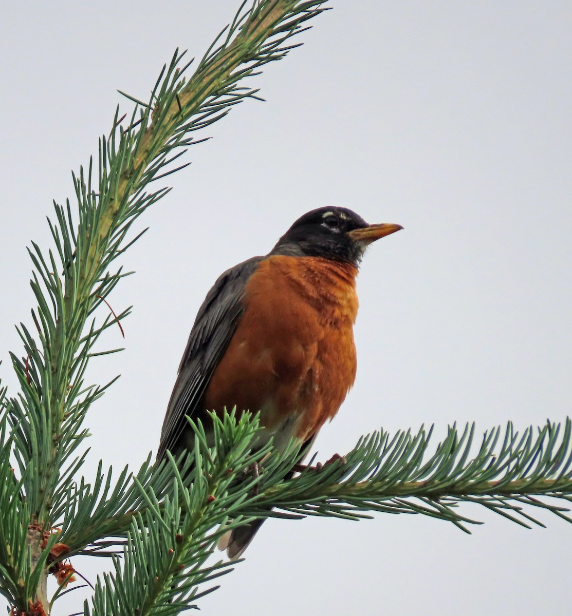 American Robin - ML638146580