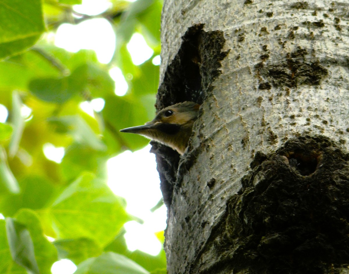Northern Flicker - ML638146598