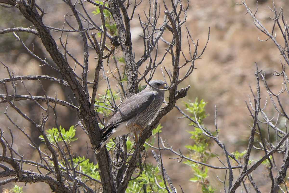 Gray Hawk - ML638146608