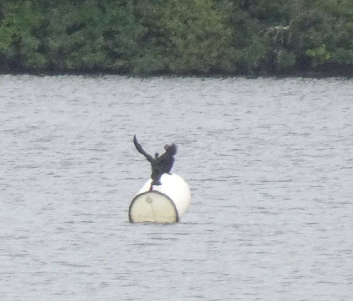 Double-crested Cormorant - ML638146616