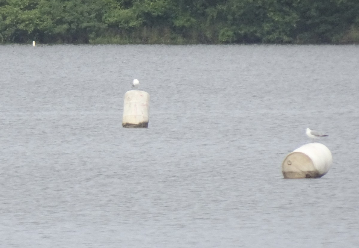 Ring-billed Gull - ML638146627