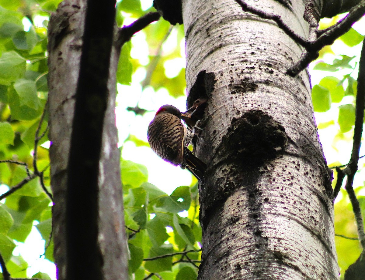 Northern Flicker - ML638146628