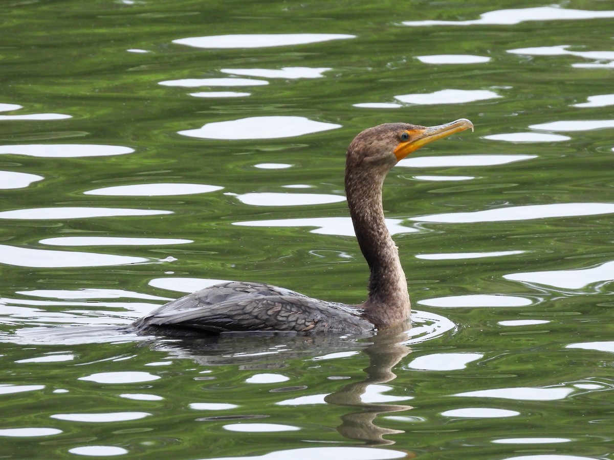 Double-crested Cormorant - ML638146725