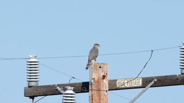 Cooper's Hawk - ML638146733