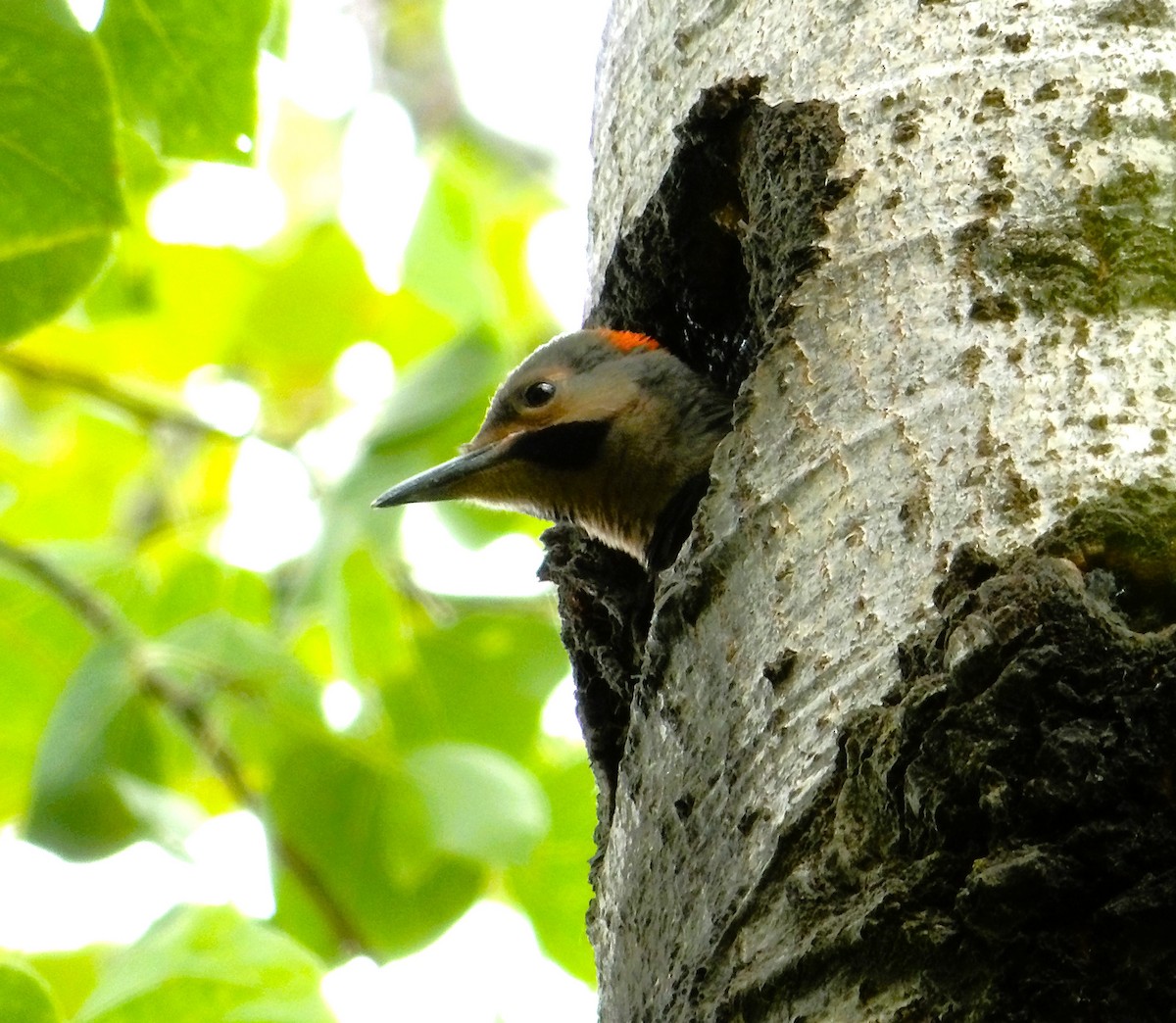 Northern Flicker - ML638146734